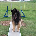 Fun-Agility-Park